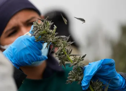 Colombia autoriza venta de flor de cannabis en farmacias para uso terapéutico Colombia autoriza venta de flor de cannabis en farmacias para uso terapéutico