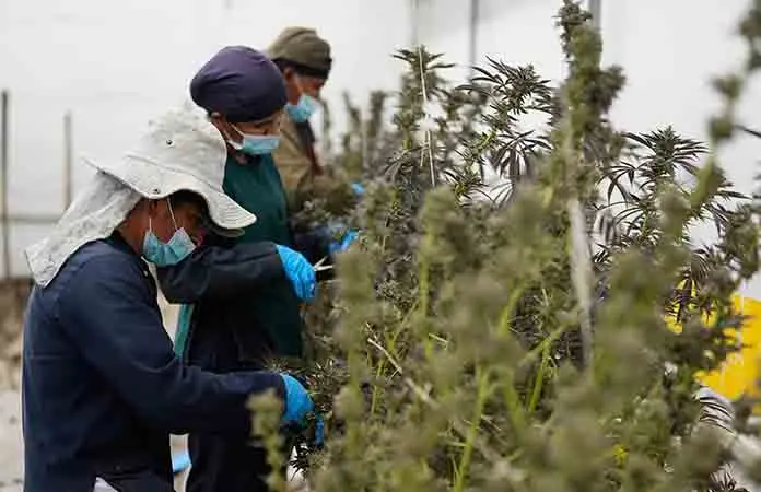 Colombia vendería cannabis en farmacias