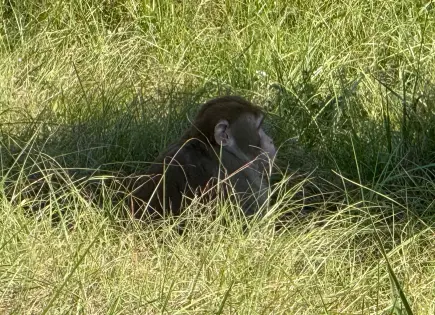 Fuga de monos en Mississippi tras accidente de camión de investigación