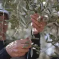 Gazatíes cosechan campos de aceitunas