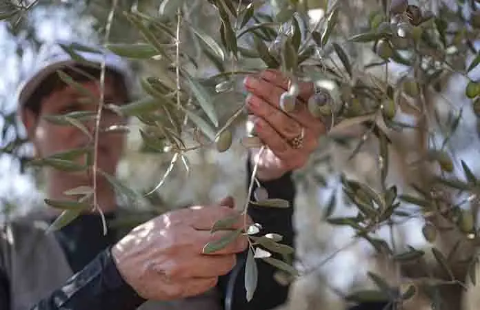 Gazatíes cosechan campos de aceitunas