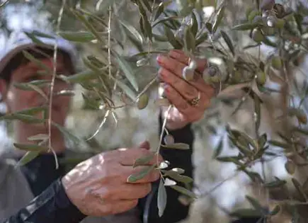 Gazatíes cosechan campos de aceitunas