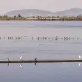 El Lago de Texcoco se llena de vida silvestre