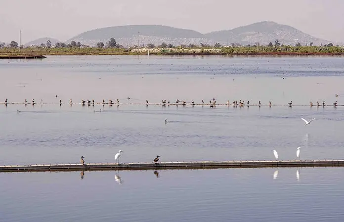 El Lago de Texcoco se llena de vida silvestre