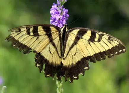 Cómo crear un hábitat seguro para orugas y otros insectos beneficiosos en tu jardín