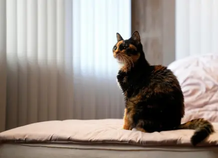 Las mascotas también contaminan. Así puedes reducir su impacto climático