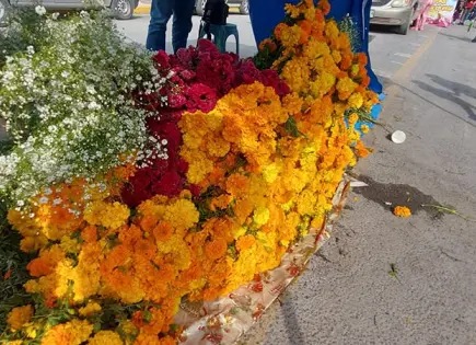 Productores de flor de cempasúchil reportaron buenas ventas Productores de flor de cempasúchil reportaron buenas ventas