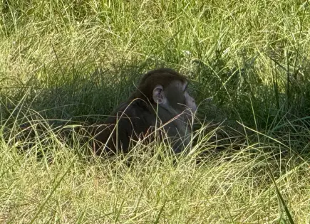 Segundo Mono Muerto por Disparos en Heidelberg, Mississippi