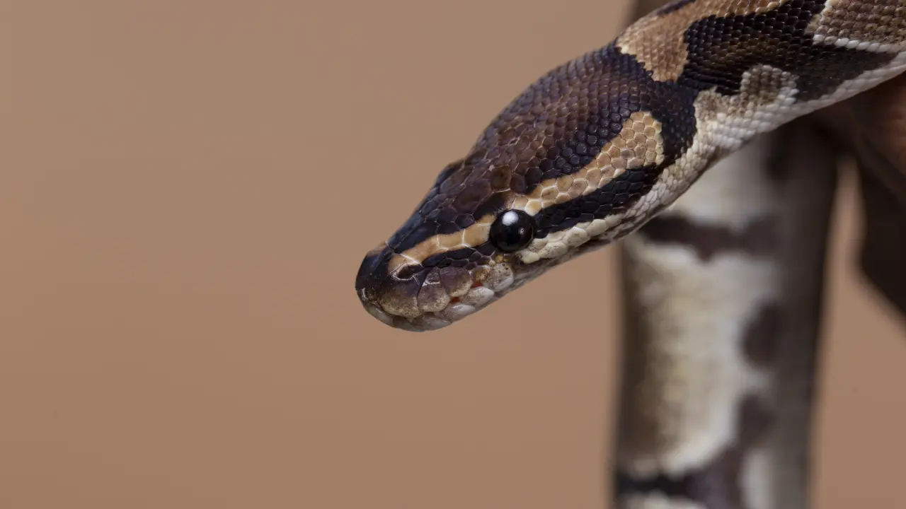 Rescatan a víbora de 3 metros en Álvaro Obregón