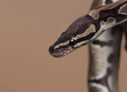 Rescatan a víbora de 3 metros en Álvaro Obregón