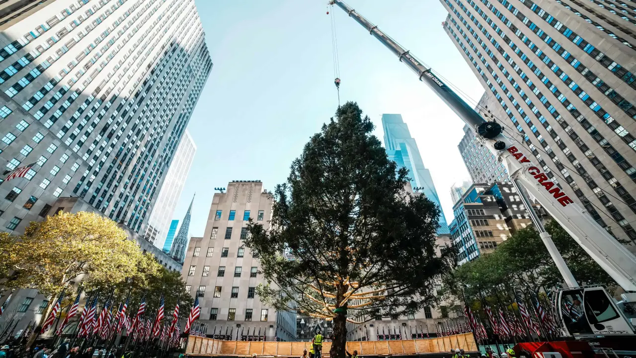 Árbol de Navidad del Centro Rockefeller izado en Manhattan