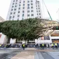 Árbol de Navidad llega a Manhattan