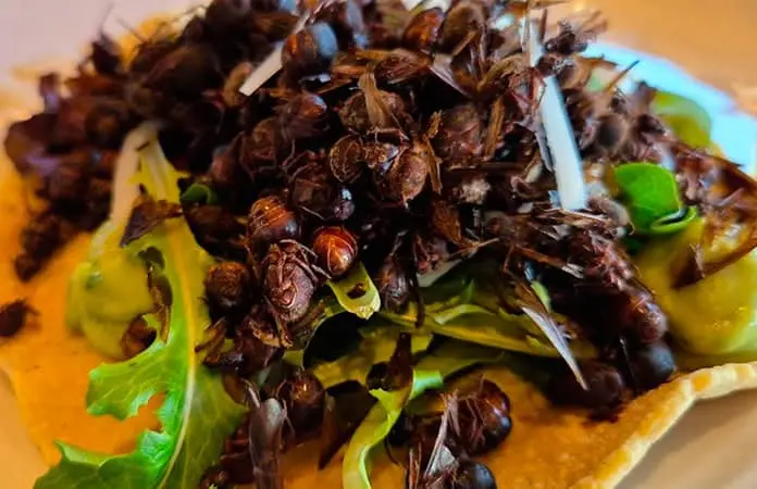 Invitan a oferta gastronómica a base de insectos