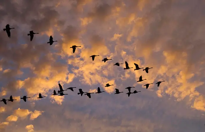 Los viajes de las aves