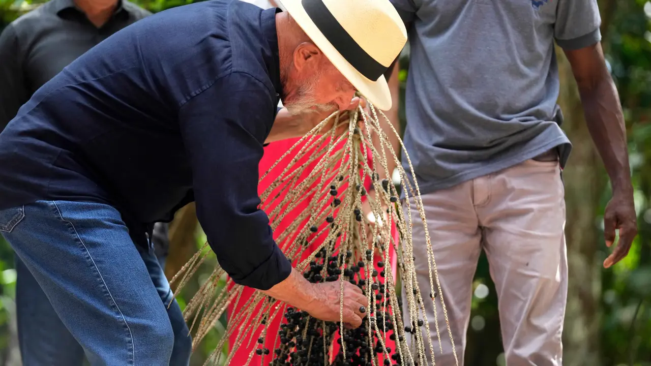 El açaí, tan popular en todo el mundo en desayunos y batidos, se come diferente en Brasil