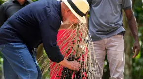 El açaí, tan popular en todo el mundo en desayunos y batidos, se come diferente en Brasil