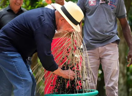 El açaí, tan popular en todo el mundo en desayunos y batidos, se come diferente en Brasil