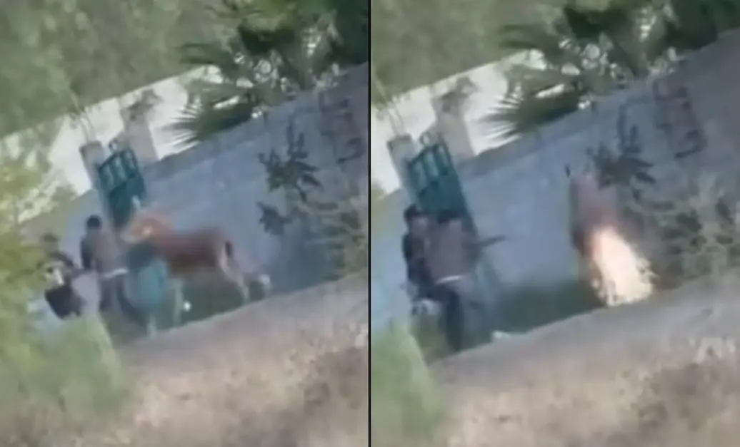 Jóvenes provocan indignación al colocar pirotecnia en la cola de un burro en Querétaro