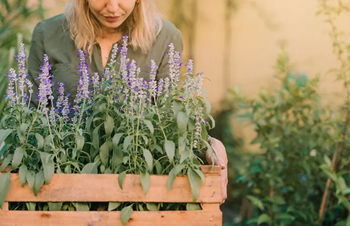 Las Mejores Plantas para Decorar tu Hogar con Estilo y Poco Mantenimiento