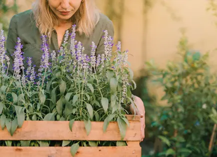 Las Mejores Plantas para Decorar tu Hogar con Estilo y Poco Mantenimiento