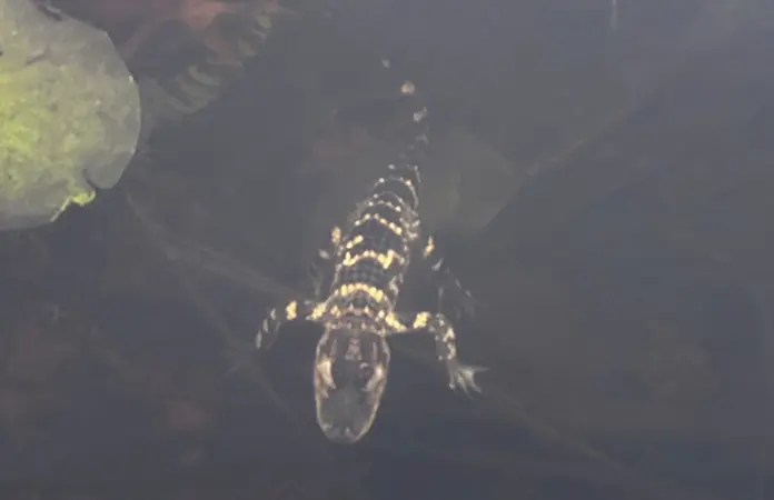 Rescatan a caimán avistado en río Charles de Boston