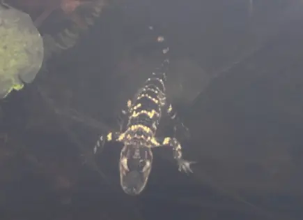 Rescatan a caimán avistado en río Charles de Boston