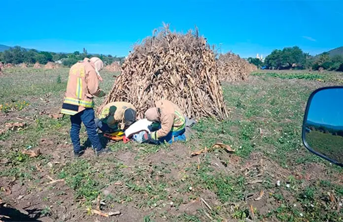 Jornalero, atacado por enjambre de abejas