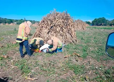 Jornalero, atacado por enjambre de abejas