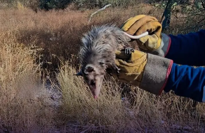 Bomberos rescatan un tlacuache