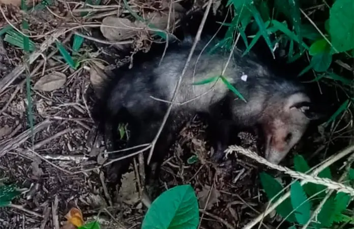 Denuncian envenenamiento masivo de fauna