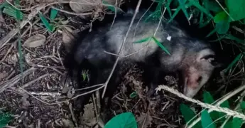 Denuncian envenenamiento masivo de fauna