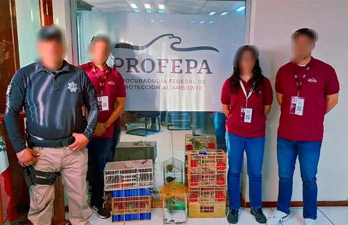 Incautan críos de loro cabeza amarilla