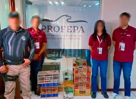 Incautan críos de loro cabeza amarilla