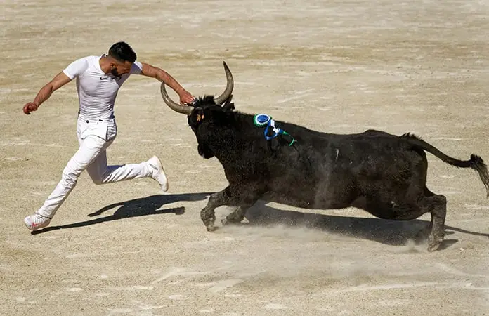 LOS TOROS CAMPEONES DE LA CAMARGUE