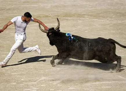 LOS TOROS CAMPEONES DE LA CAMARGUE