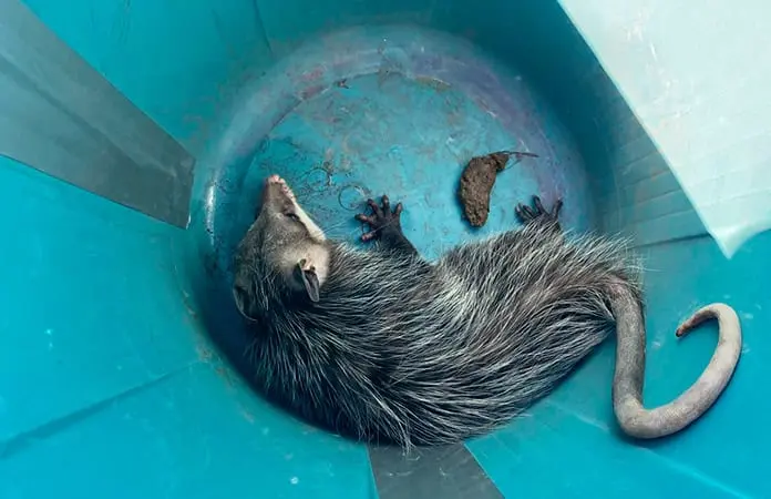 Rescatan tlacuache, estaba en un motor