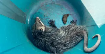 Rescatan tlacuache, estaba en un motor
