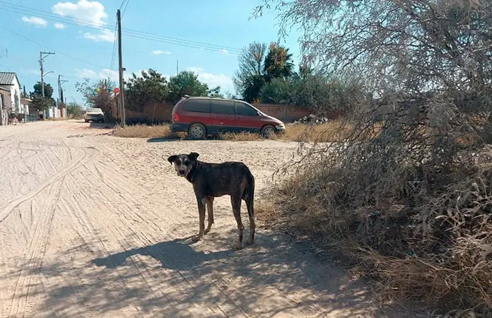 Comunidad de Enrique Estrada solicita atención de la autoridad