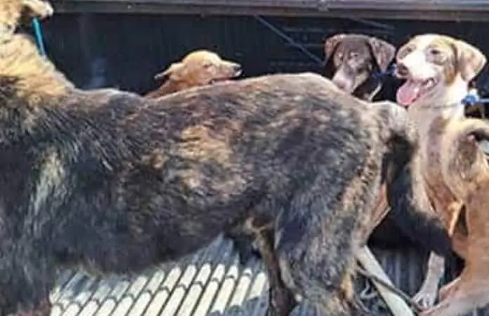 Hombre acusado de maltrato animal