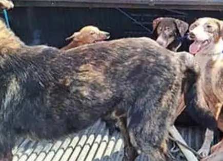 Hombre acusado de maltrato animal