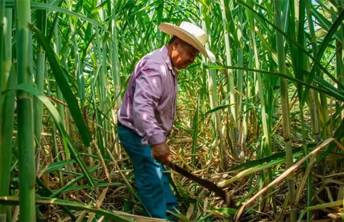 La Sedarh justifica enojo de los cañeros