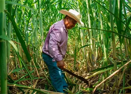La Sedarh justifica enojo de los cañeros