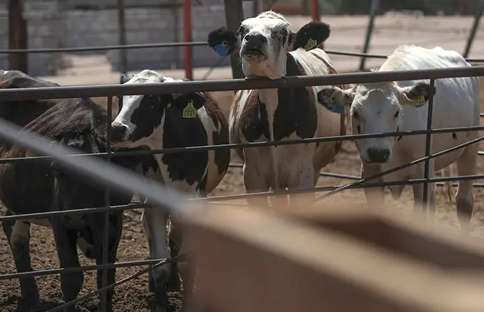 Casos de gusano barrenador suben 5.2% en 11 días
