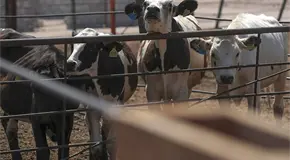 Casos de gusano barrenador suben 5.2% en 11 días