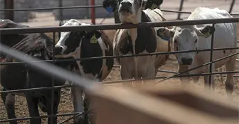 Casos de gusano barrenador suben 5.2% en 11 días