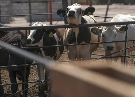 Casos de gusano barrenador suben 5.2% en 11 días