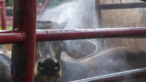 Se hunde al ganado mexicano