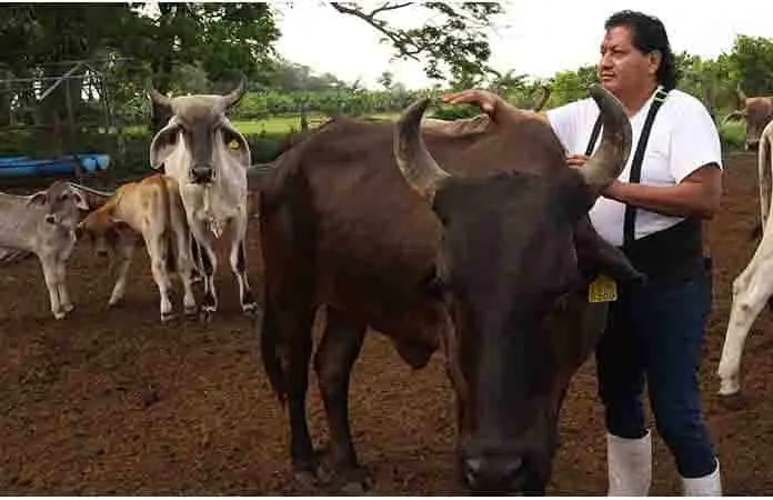 Contienen avance del GBG en norte