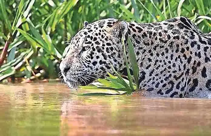 Ferrocarril será riesgo para fauna