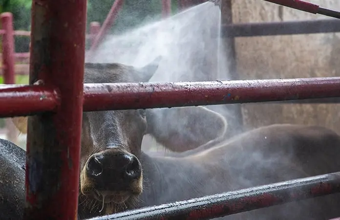Crisis del barrenador presiona a ganaderos